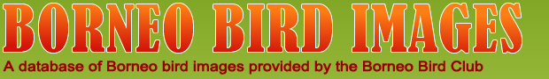 BORNEO BIRD IMAGES - A database of Borneo bird images provided by the Borneo Bird Club